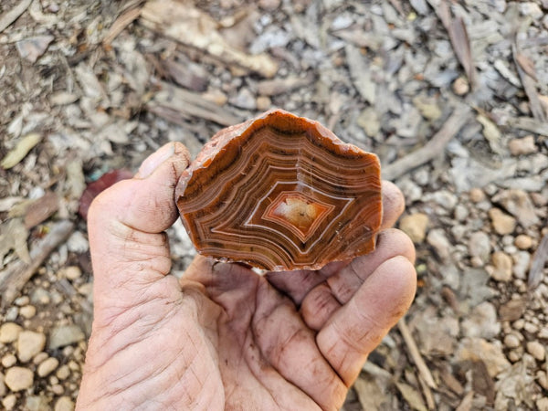 Polished Pilbara Agate PA277