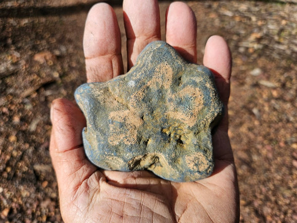 Polished Vivianite nodule half VV113