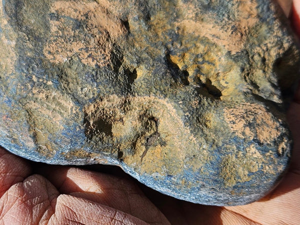 Polished Vivianite nodule half VV113