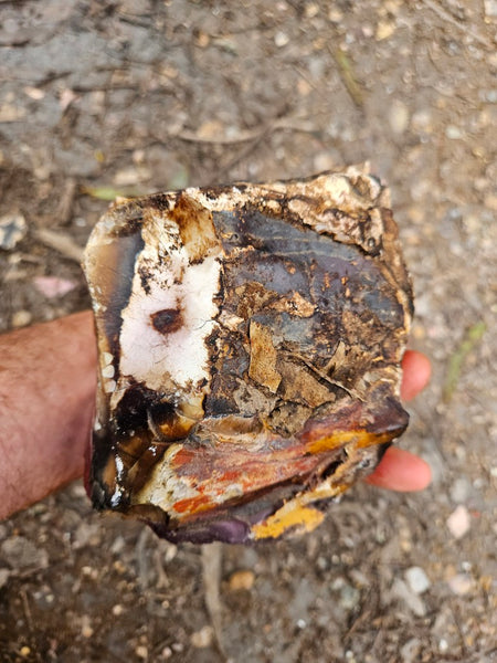 Mookaite rough.  MKR 282