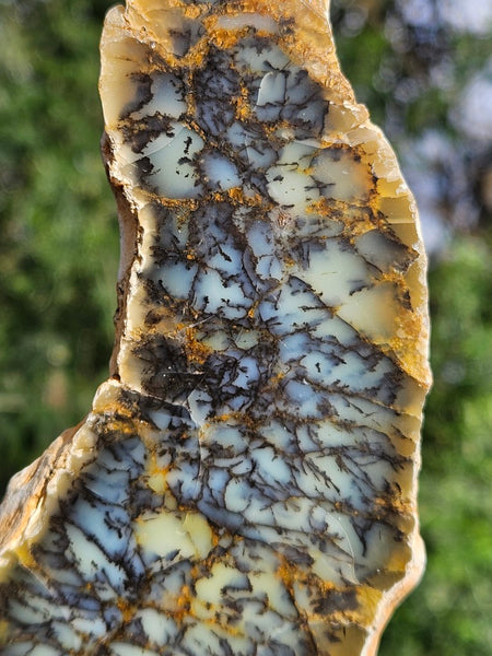 Polished Dendritic Opal slab DO223