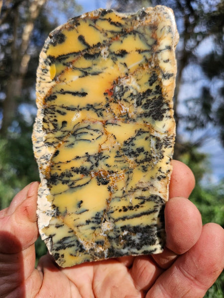 Polished Dendritic Opal slab DO224