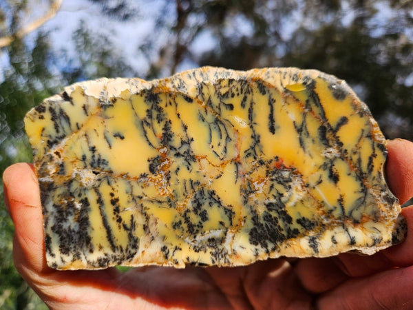 Polished Dendritic Opal slab DO224