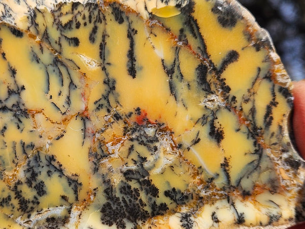 Polished Dendritic Opal slab DO224