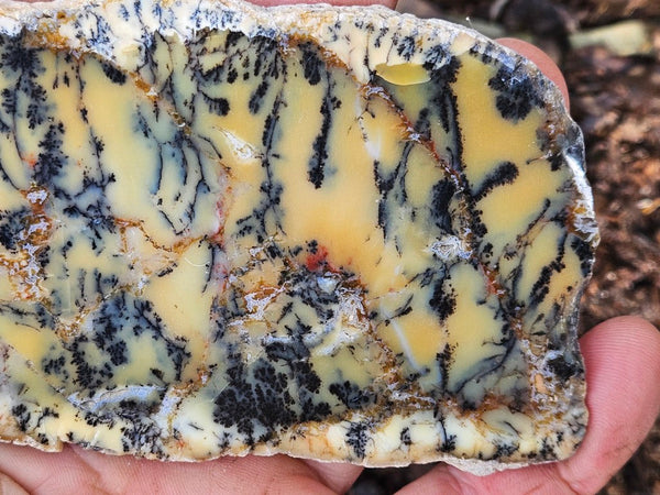 Polished Dendritic Opal slab DO224