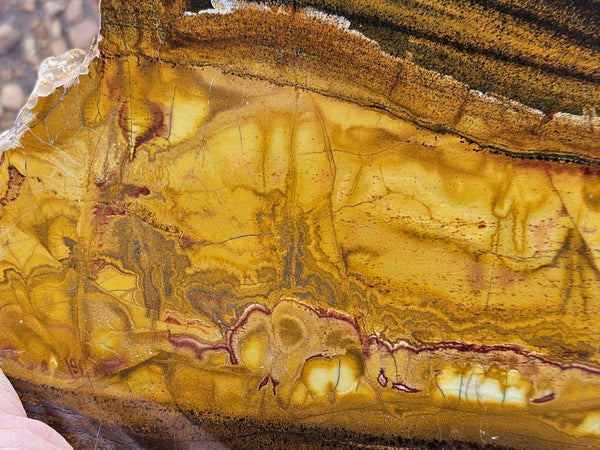 Polished Tiger Eye slab TE474