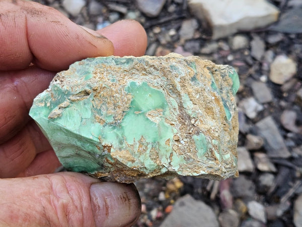 Variscite rough. VR591
