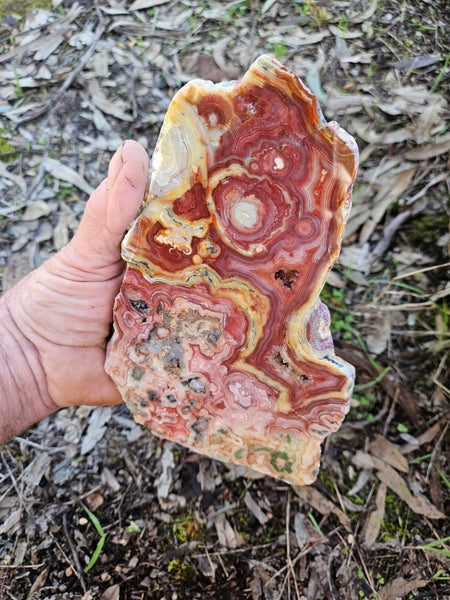 Polished Crazy Lace Agate  CLA268