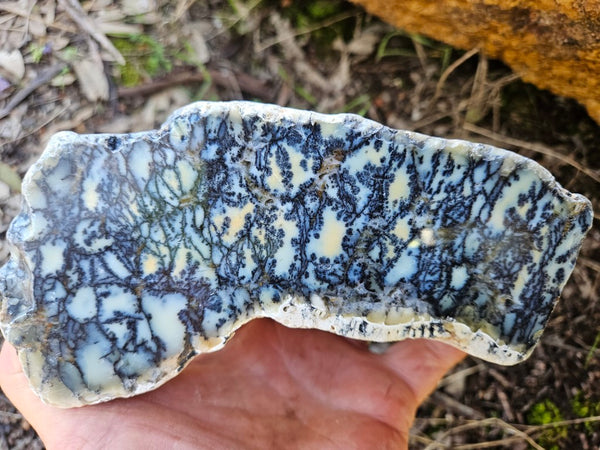 Polished Dendritic Opal DO225