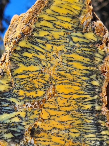Polished Dendritic Opal DO226