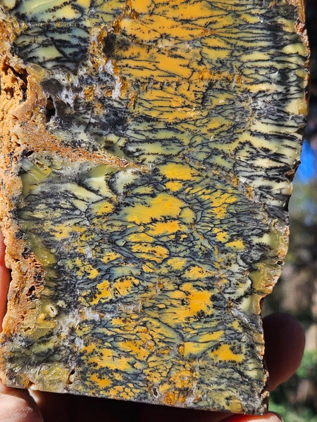 Polished Dendritic Opal DO226