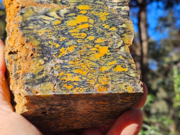 Polished Dendritic Opal DO226