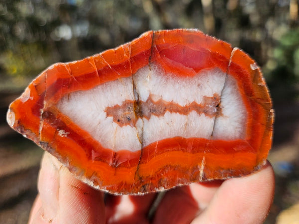 Polished Pilbara Agate PA281