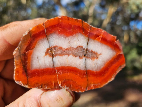 Polished Pilbara Agate PA281