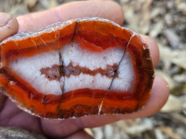 Polished Pilbara Agate PA281