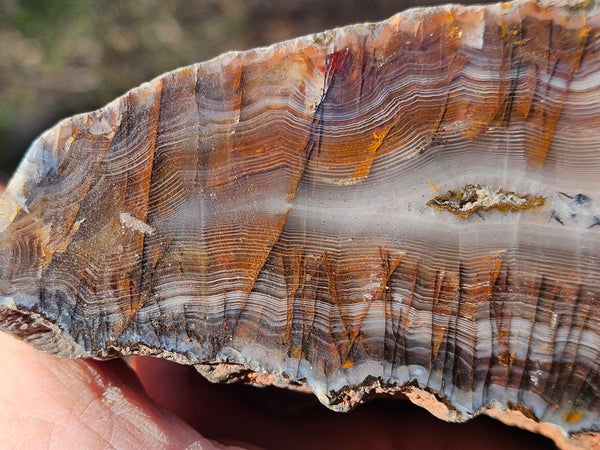 Polished Pilbara Agate PA283