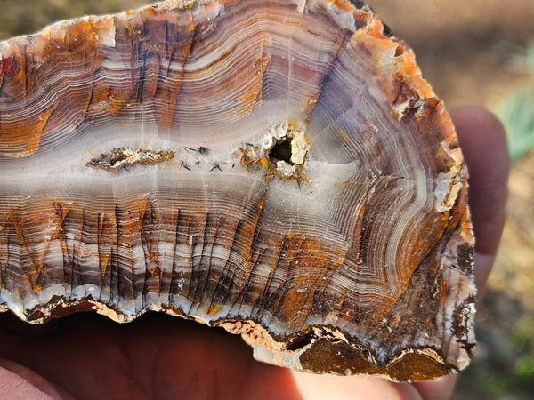 Polished Pilbara Agate PA283