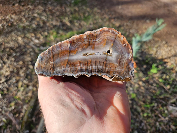 Polished Pilbara Agate PA283