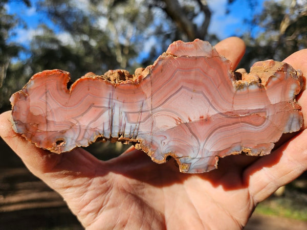 Polished Pilbara Agate slab PA282
