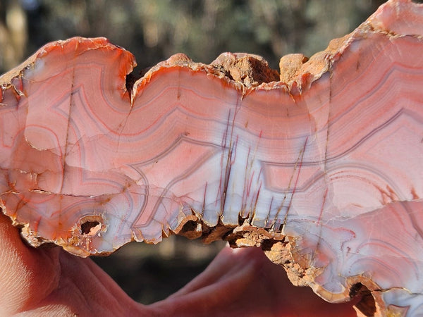 Polished Pilbara Agate slab PA282