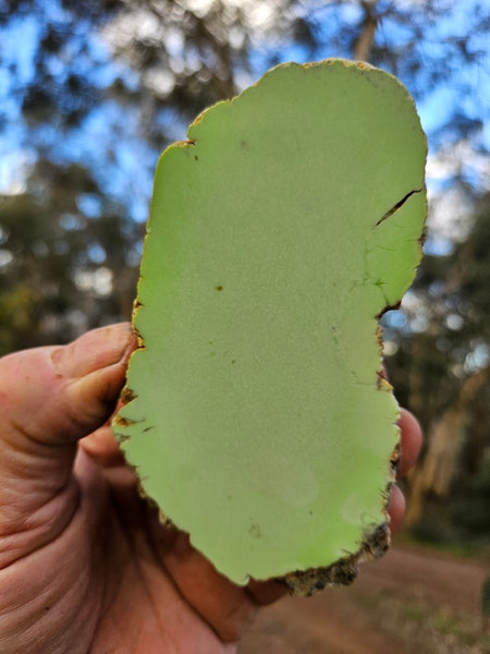 Polished Lime Magnesite specimen. MAP218