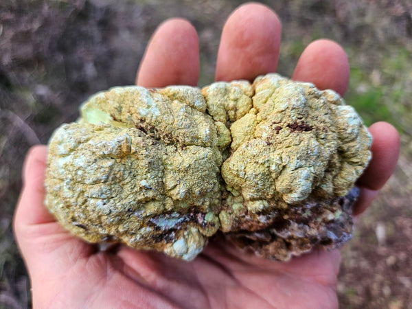 Polished Lime Magnesite specimen. MAP218