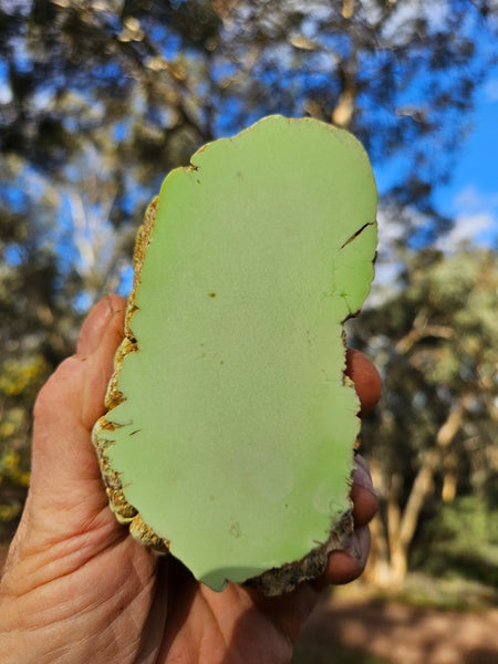 Polished Lime Magnesite specimen. MAP218