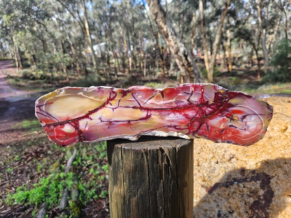 Polished Mookaite  MK551