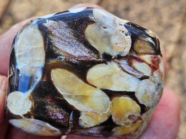 Tumble polished Peanut Wood PWT122