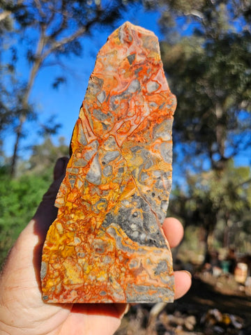Polished Crazy Lace Agate CLA269