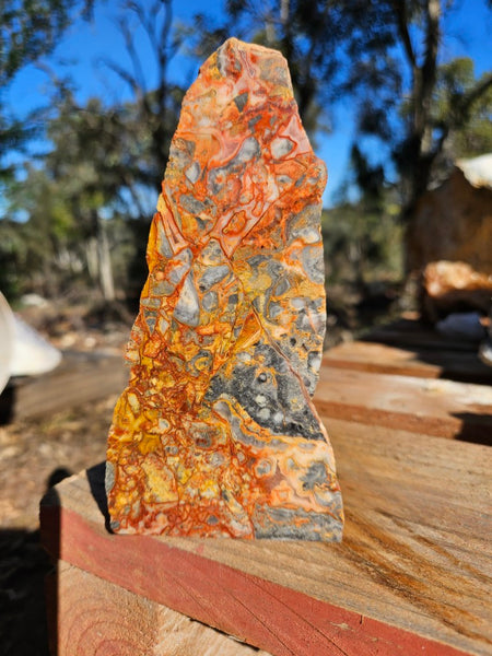 Polished Crazy Lace Agate CLA269