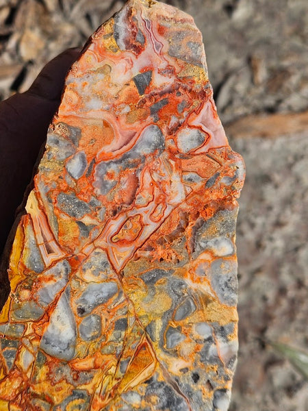 Polished Crazy Lace Agate CLA269