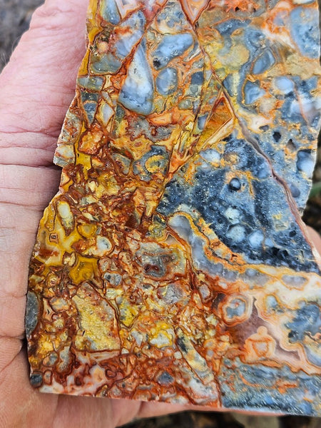 Polished Crazy Lace Agate CLA269