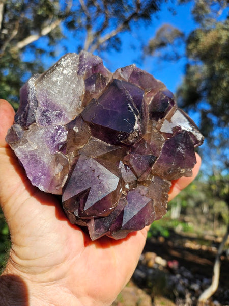 Wyloo Amethyst cluster. AM140