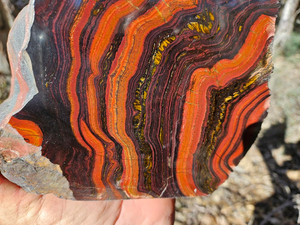 Polished Tiger Iron  TI380