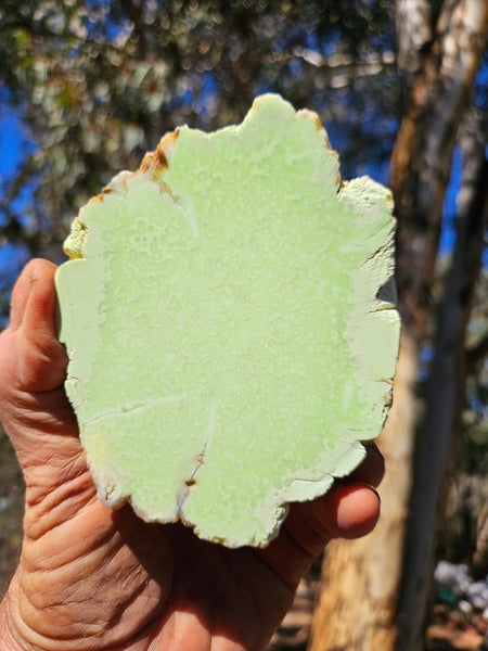Polished Lime Magnesite specimen. MAP219