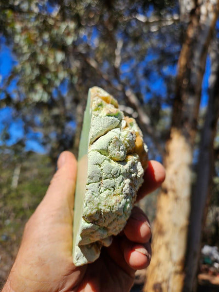 Polished Lime Magnesite specimen. MAP219