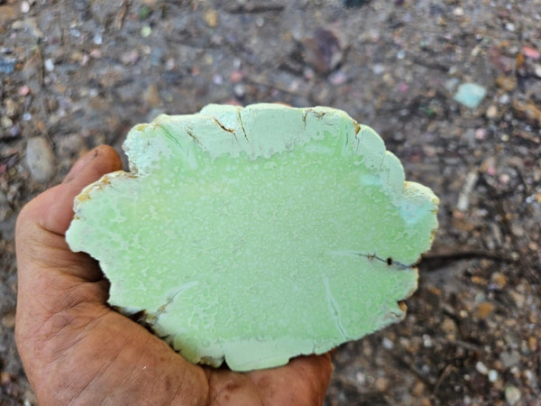 Polished Lime Magnesite specimen. MAP219