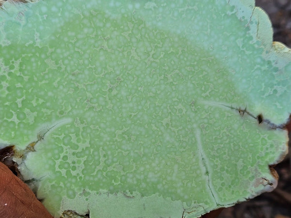 Polished Lime Magnesite specimen. MAP219