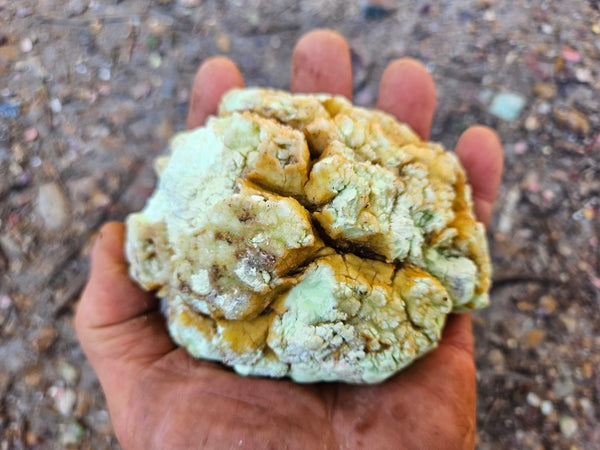 Polished Lime Magnesite specimen. MAP219