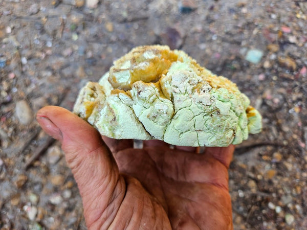 Polished Lime Magnesite specimen. MAP219