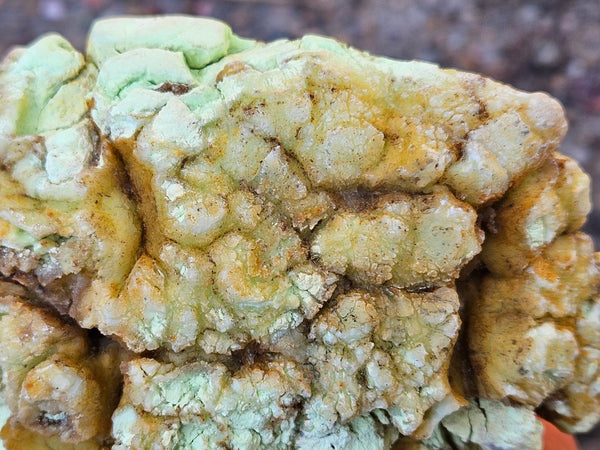 Polished Lime Magnesite specimen. MAP219