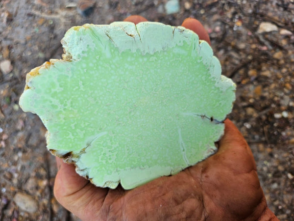 Polished Lime Magnesite specimen. MAP219