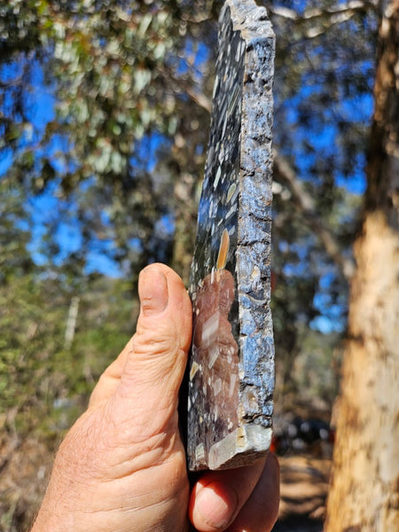Black Jasper Conglomerate slab B231