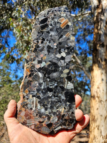 Black Jasper Conglomerate slab B232