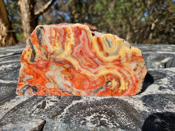 Polished Crazy Lace Agate CLA270