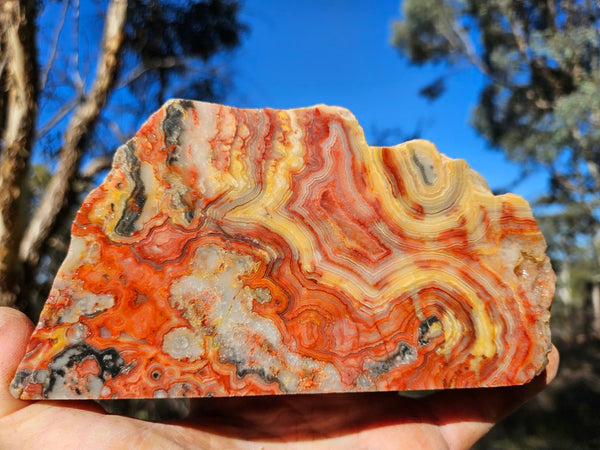 Polished Crazy Lace Agate CLA270