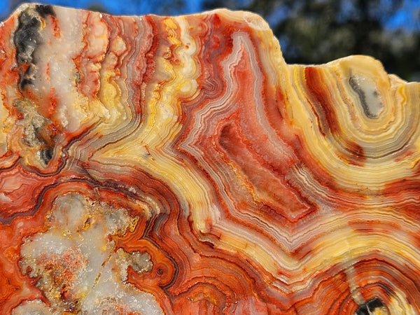Polished Crazy Lace Agate CLA270