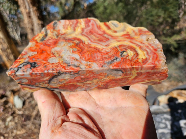 Polished Crazy Lace Agate CLA270