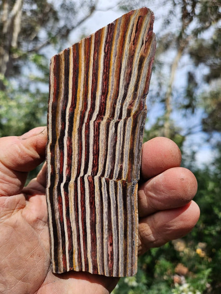 Polished Snakeskin Jasper slab  SS207